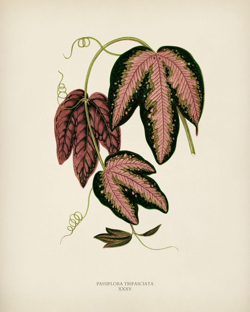 Tri-colored Passion Vine (Passiflora Trifasciata) engraved by Benjamin Fawcett (1808-1893) for Shirley Hibberd&rsquo;s (1825…