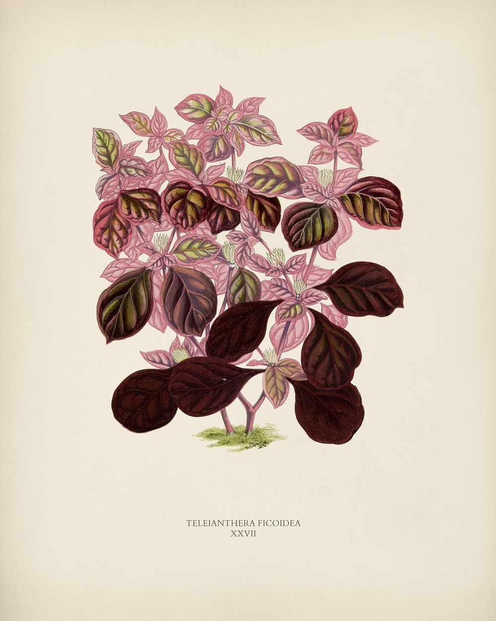 Teleinthera Ficoidea engraved by Benjamin Fawcett (1808-1893) for Shirley Hibberd&rsquo;s (1825-1890) New and Rare Beautiful…