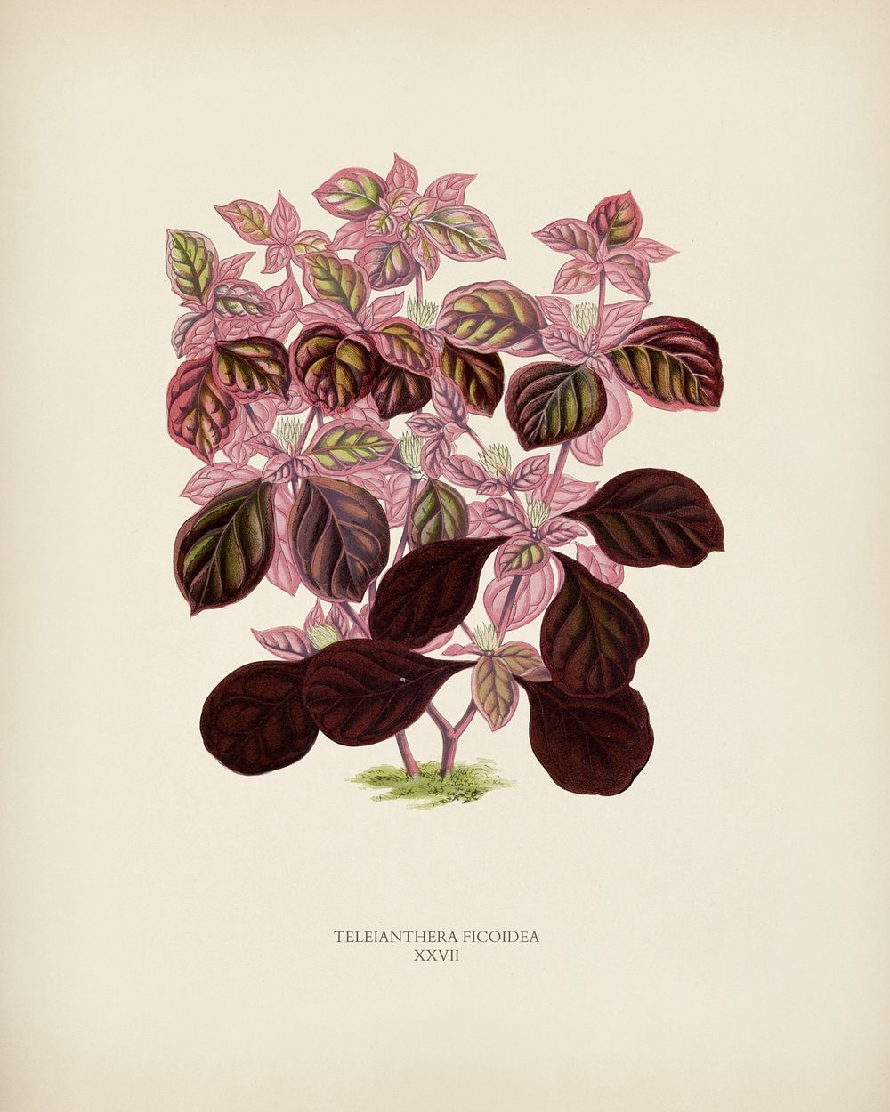Teleinthera Ficoidea engraved by Benjamin Fawcett (1808-1893) for Shirley Hibberd&rsquo;s (1825-1890) New and Rare Beautiful…