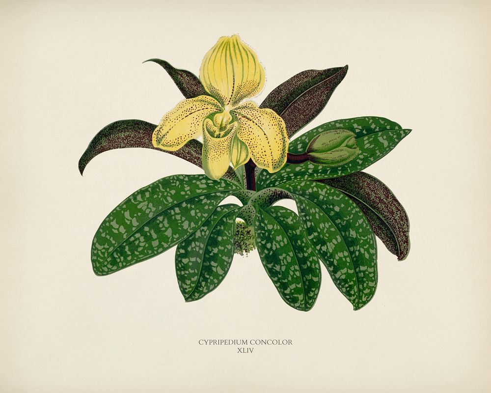 The One Colored Paphiopedilum (Paphiopedilum Concolor) engraved by Benjamin Fawcett (1808-1893) for Shirley Hibberd&rsquo;s…