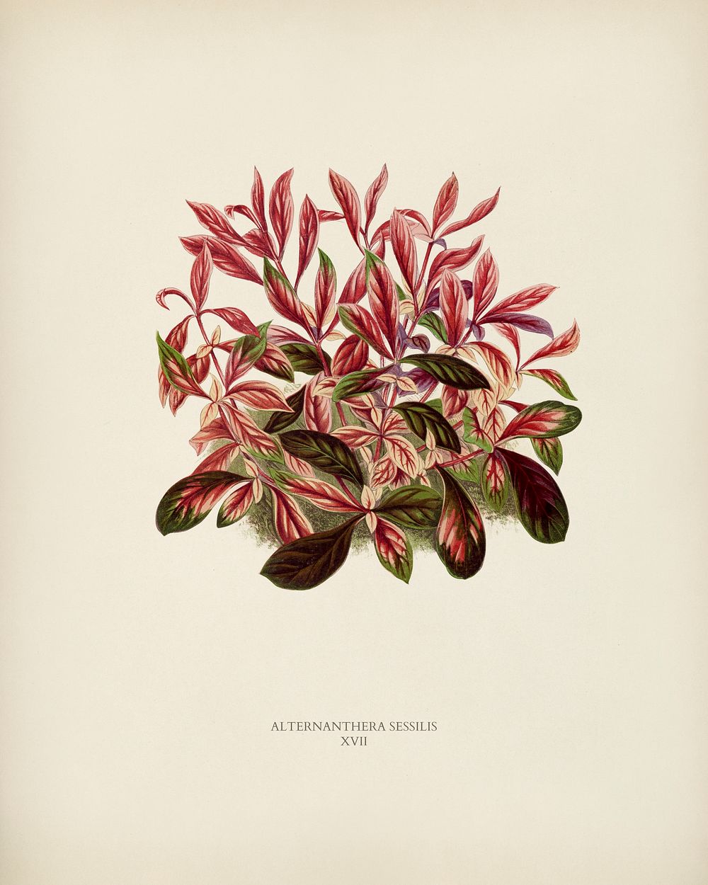 Dwarf Copperleaf (Alternanthera Sessilis) engraved by Benjamin Fawcett (1808-1893) for Shirley Hibberd&rsquo;s (1825-1890)…