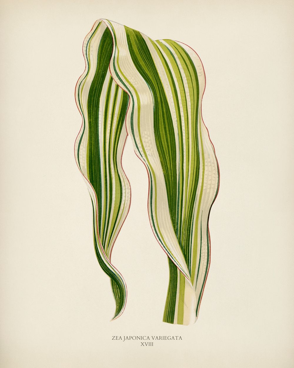 Striped Maize (Zea Japonica Variegata ) engraved by Benjamin Fawcett (1808-1893) for Shirley Hibberd&rsquo;s (1825-1890) New…