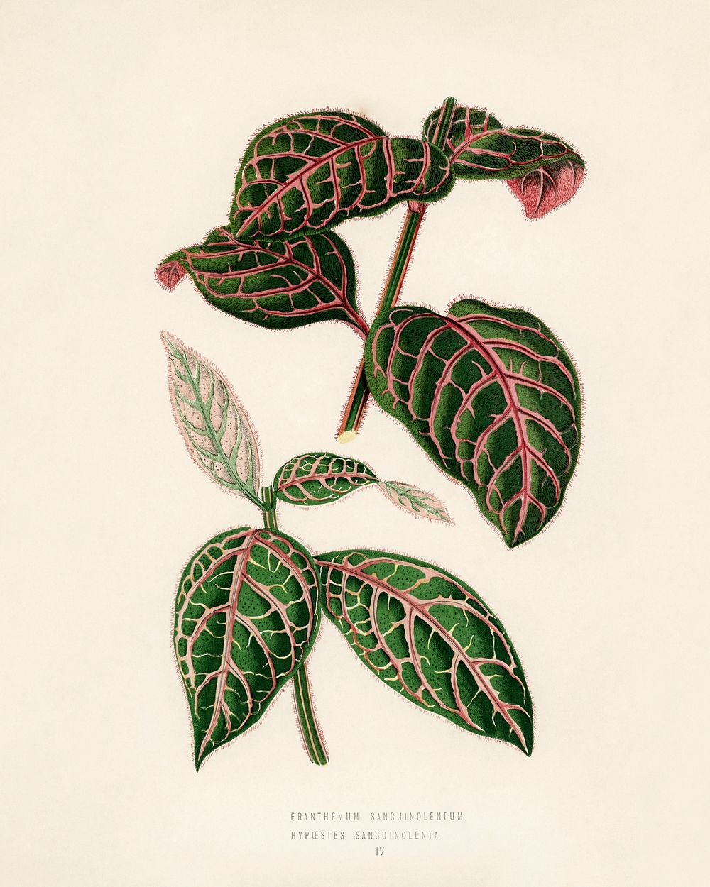 Eranthemum Sanguinolentum. Digitally enhanced from our own 1929 edition of New and Rare Beautiful-Leaved Plants by Benjamin…
