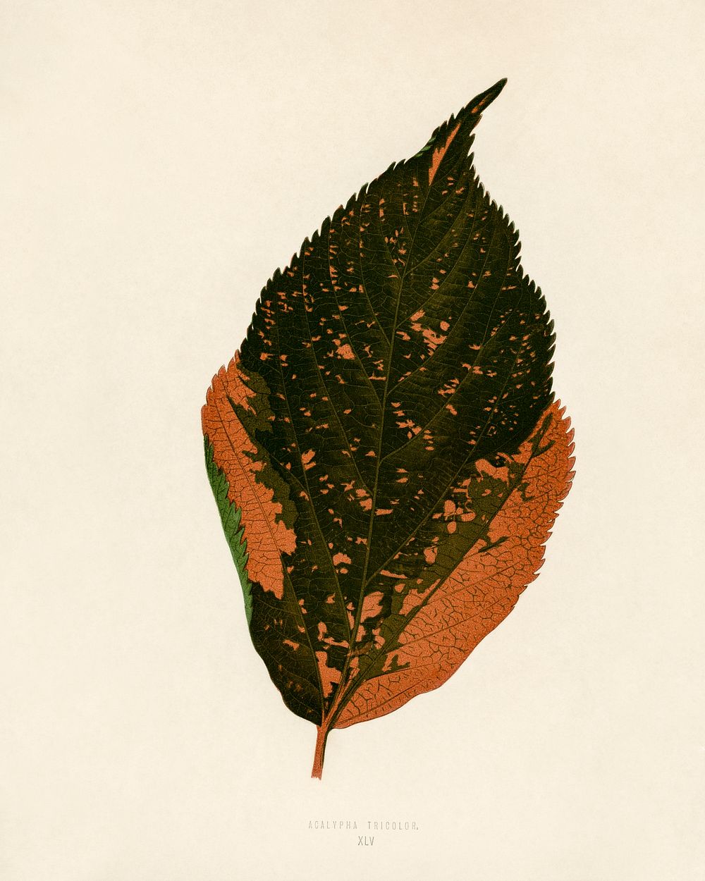 Jacobs Coat (Acalypha Tricolor). Digitally enhanced from our own 1929 edition of New and Rare Beautiful-Leaved Plants by…