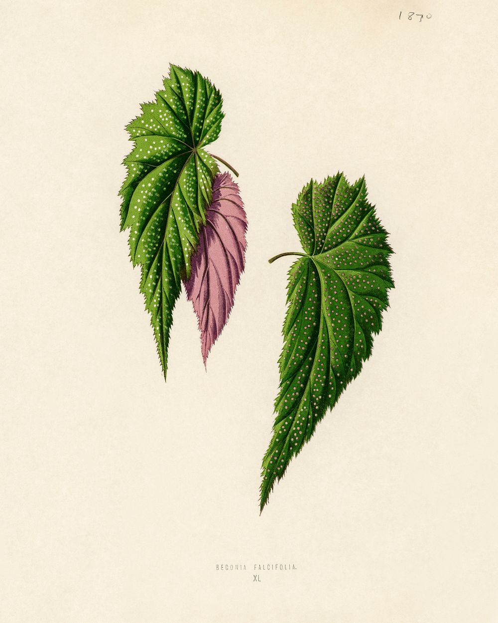 Begonia Falcifolia. Digitally enhanced from our own 1929 edition of New and Rare Beautiful-Leaved Plants by Benjamin Fawcett…