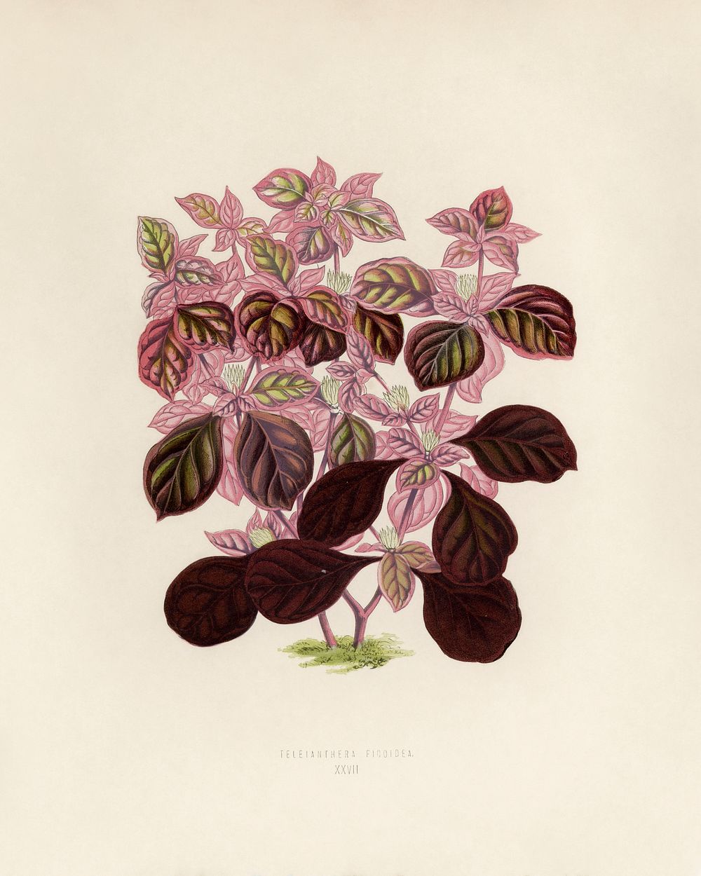 Teleinthera Ficoidea. Digitally enhanced from our own 1929 edition of New and Rare Beautiful-Leaved Plants by Benjamin…