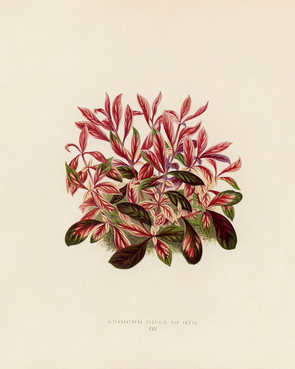 Dwarf Copperleaf (Alternanthera Sessilis). Digitally enhanced from our own 1929 edition of New and Rare Beautiful-Leaved…