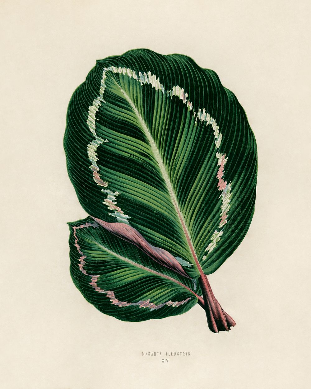 (Maranta illustris). Digitally enhanced from our own 1929 edition of New and Rare Beautiful-Leaved Plants by Benjamin…