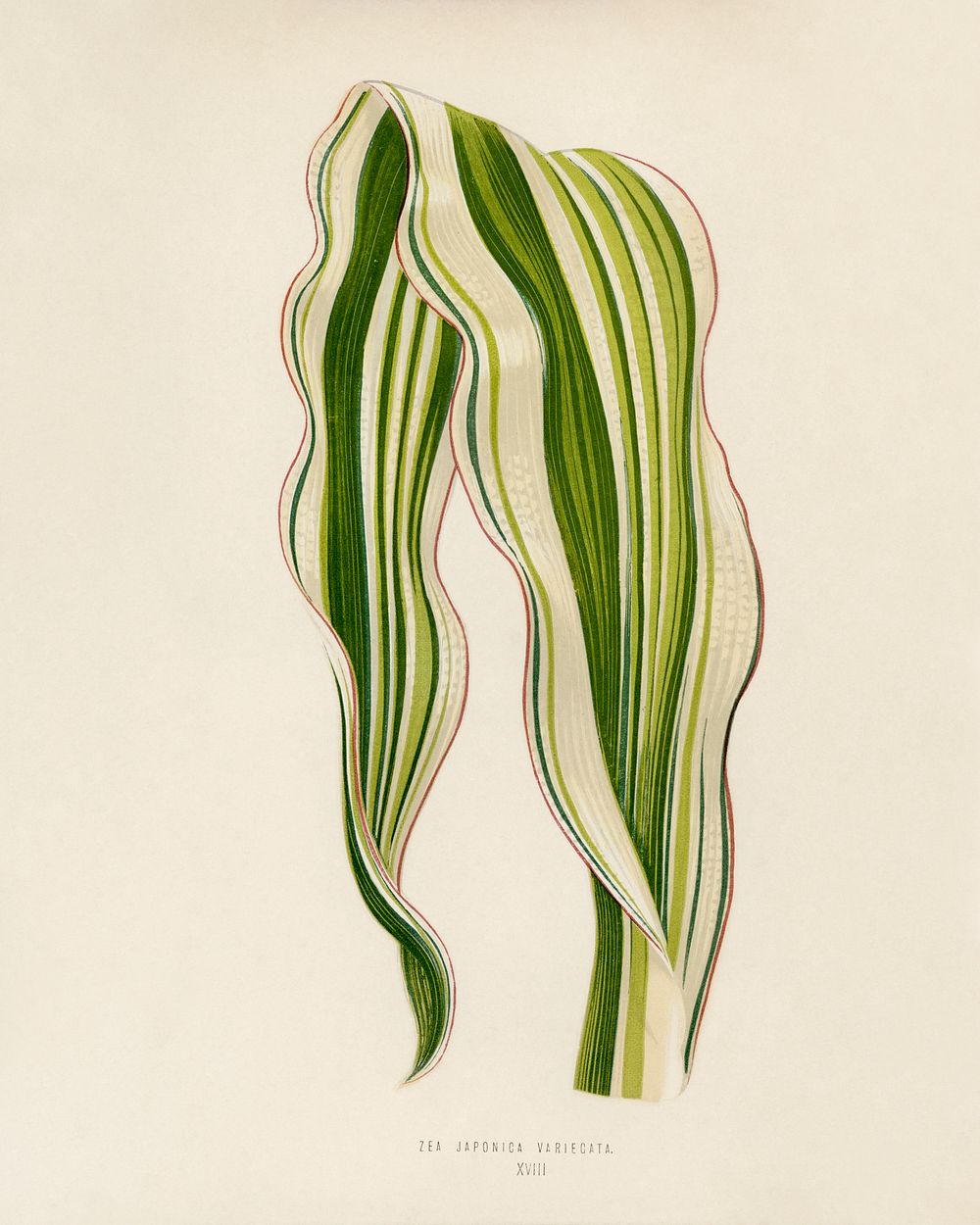 Striped Maize (Zea Japonica Variegata ). Digitally enhanced from our own 1929 edition of New and Rare Beautiful-Leaved…
