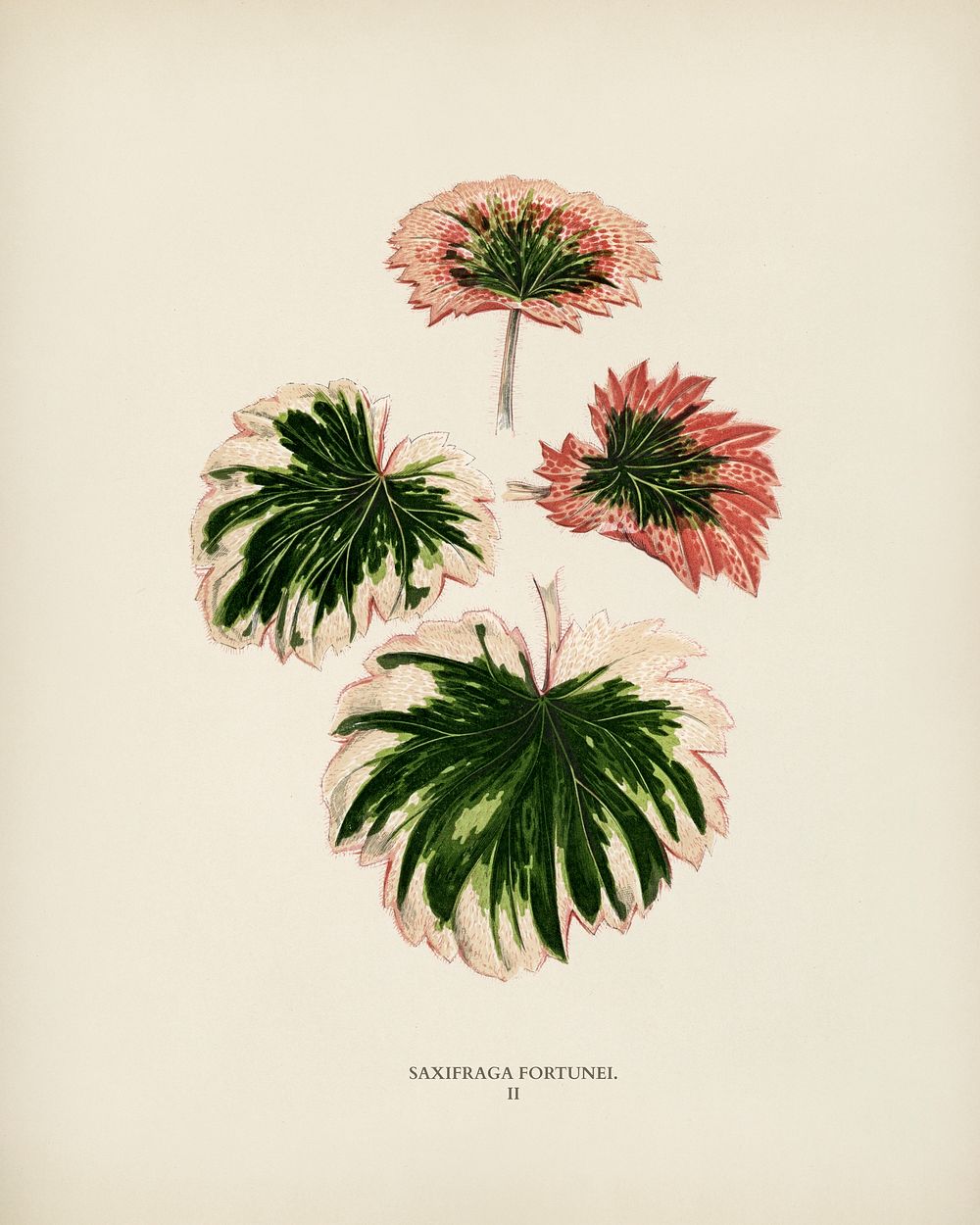 Saxifrage (Saxifraga Fortunei) engraved by Benjamin Fawcett (1808-1893) for Shirley Hibberd&rsquo;s (1825-1890) New and Rare…