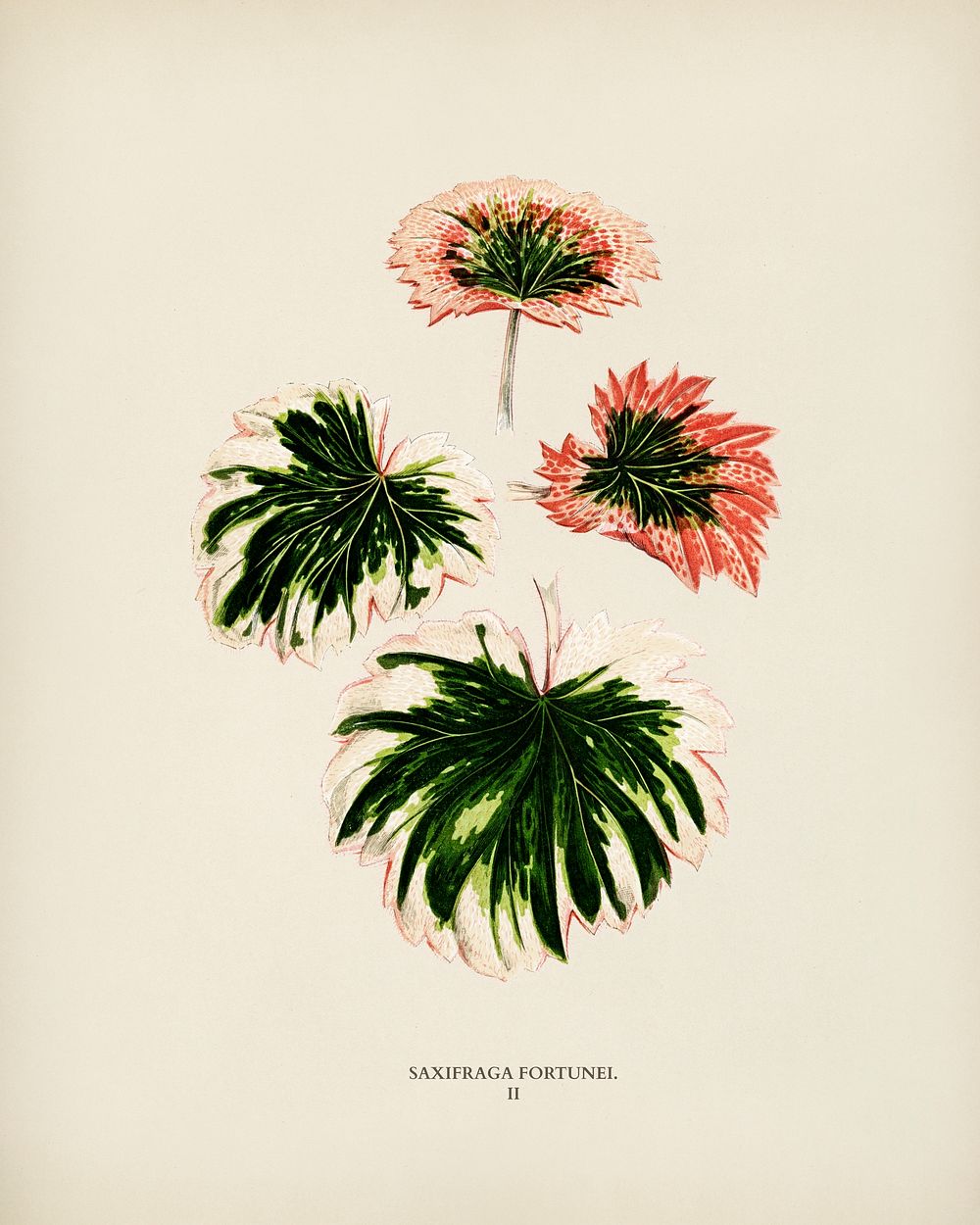 Saxifrage (Saxifraga Fortunei) engraved by Benjamin Fawcett (1808-1893) for Shirley Hibberd&rsquo;s (1825-1890) New and Rare…