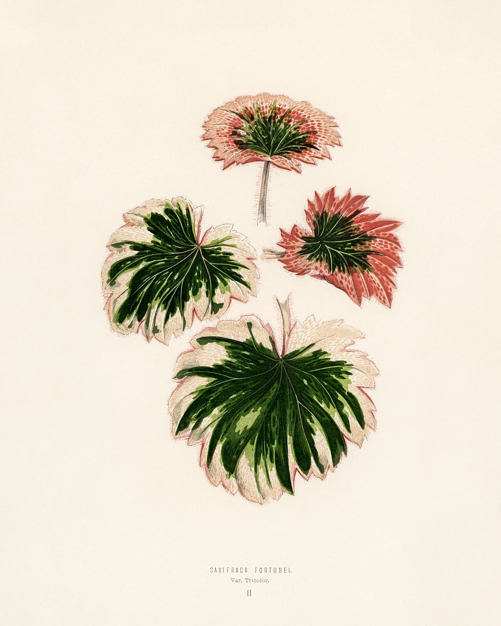 Saxifrage (Saxifraga Fortunei). Digitally enhanced from our own 1929 edition of New and Rare Beautiful-Leaved Plants by…