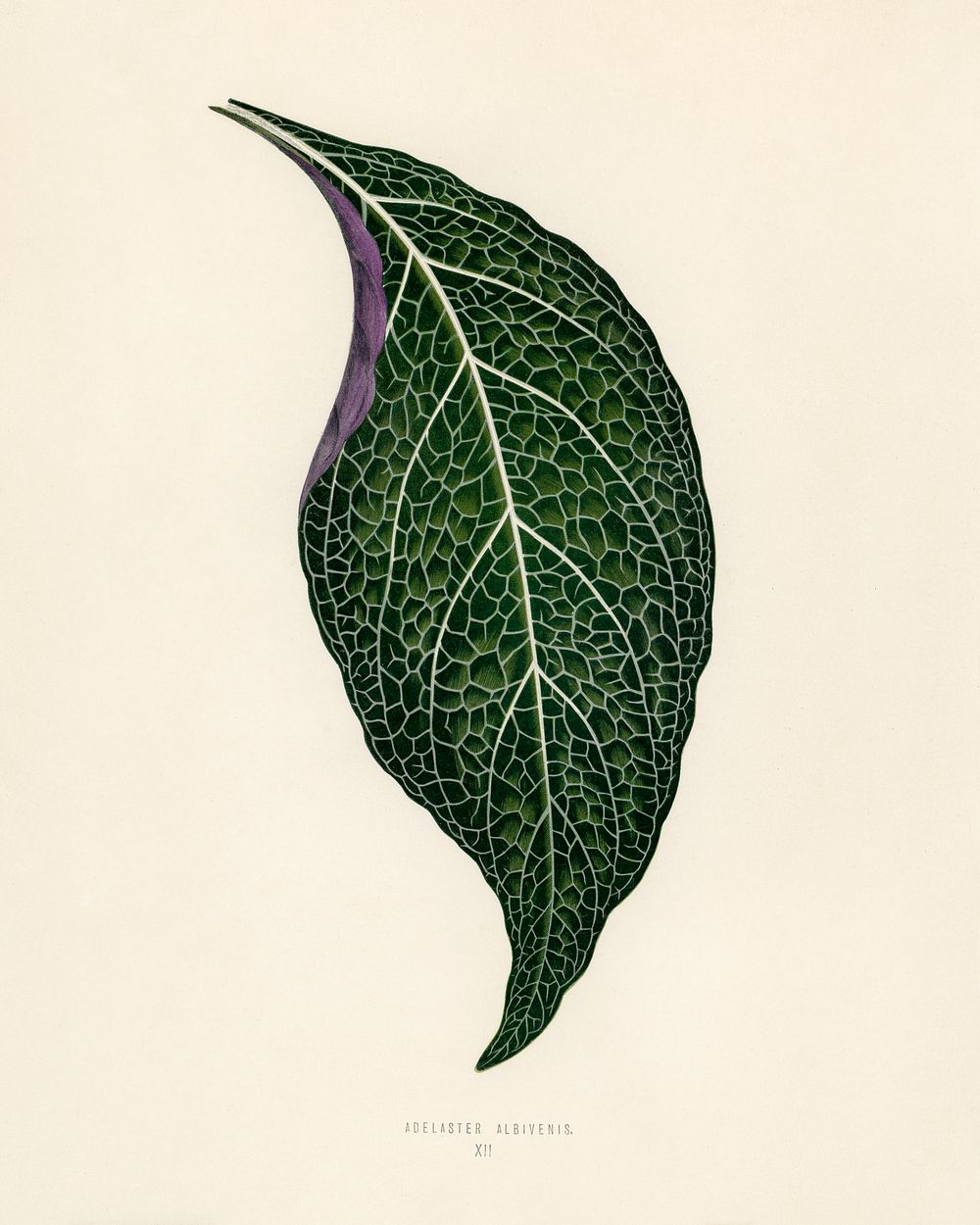 Adelaster Albivenis. Digitally enhanced from our own 1929 edition of New and Rare Beautiful-Leaved Plants by Benjamin…