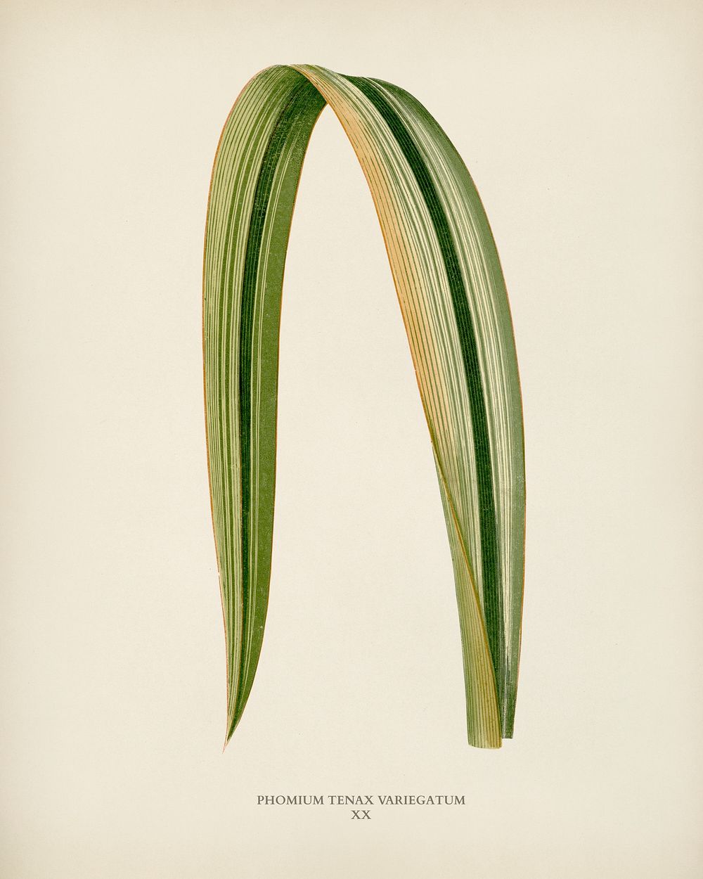 Variegated New Zealand Flax (Phormium Tenax Variegatum) engraved by Benjamin Fawcett (1808-1893) for Shirley Hibberd&rsquo;s…