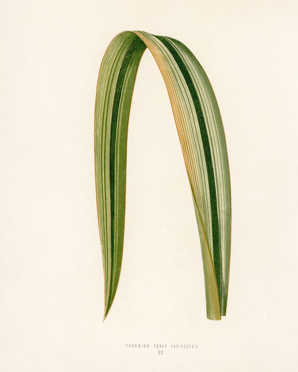 Variegated New Zealand Flax (Phormium Tenax Variegatum). Digitally enhanced from our own 1929 edition of New and Rare…