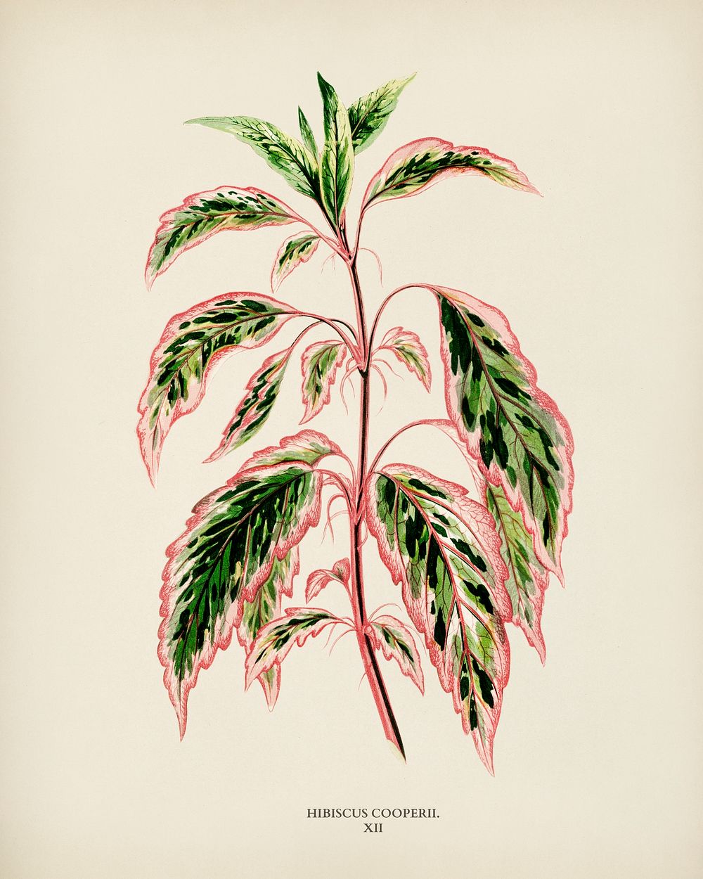 Rose mallow (lhibiscus cooperi) engraved by Benjamin Fawcett (1808-1893) for Shirley Hibberd&rsquo;s (1825-1890) New and…