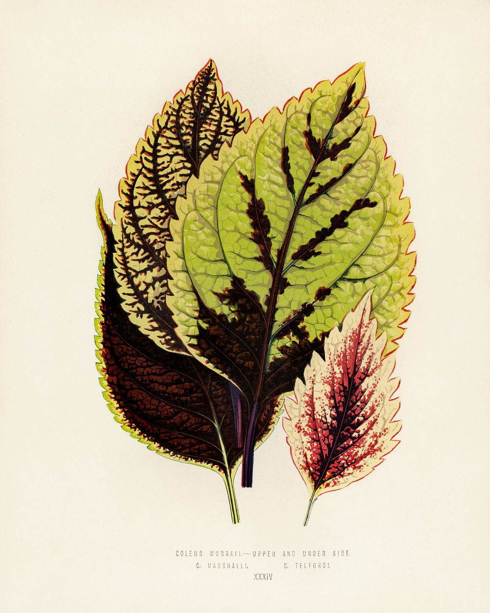 Coleus Murrayi. Digitally enhanced from our own 1929 edition of New and Rare Beautiful-Leaved Plants by Benjamin Fawcett…