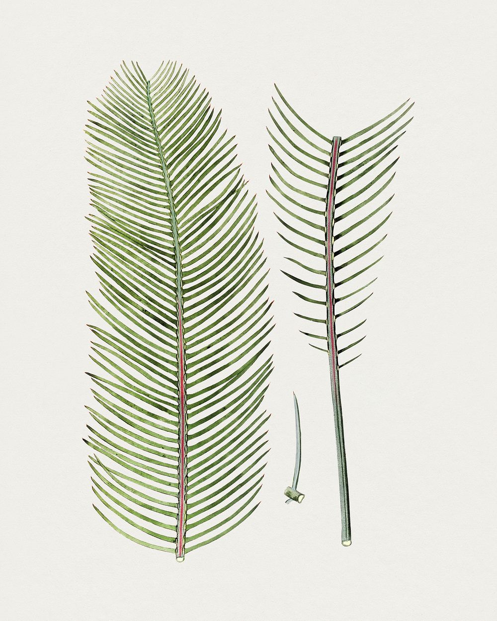Hand drawn zamia leaf. Original from Biodiversity Heritage Library. Digitally enhanced by rawpixel.