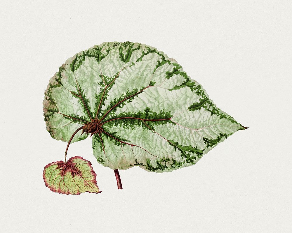Hand drawn begonia leaf. Original from Biodiversity Heritage Library. Digitally enhanced by rawpixel.