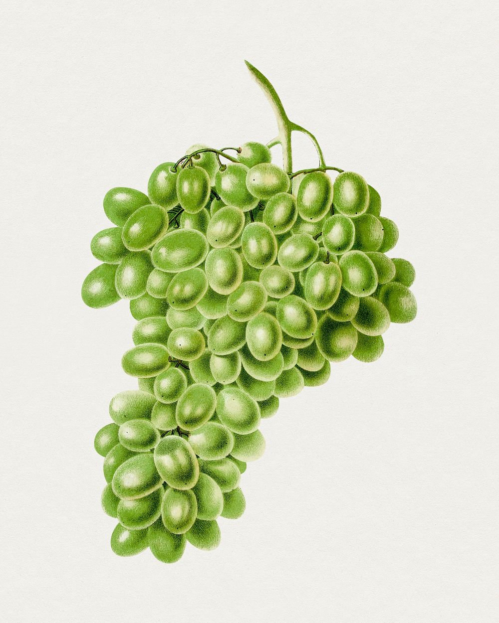 Hand drawn white grapes. Original from Biodiversity Heritage Library. Digitally enhanced by rawpixel.