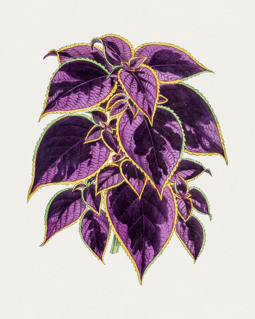 Hand drawn coleus plant. Original from Biodiversity Heritage Library. Digitally enhanced by rawpixel.