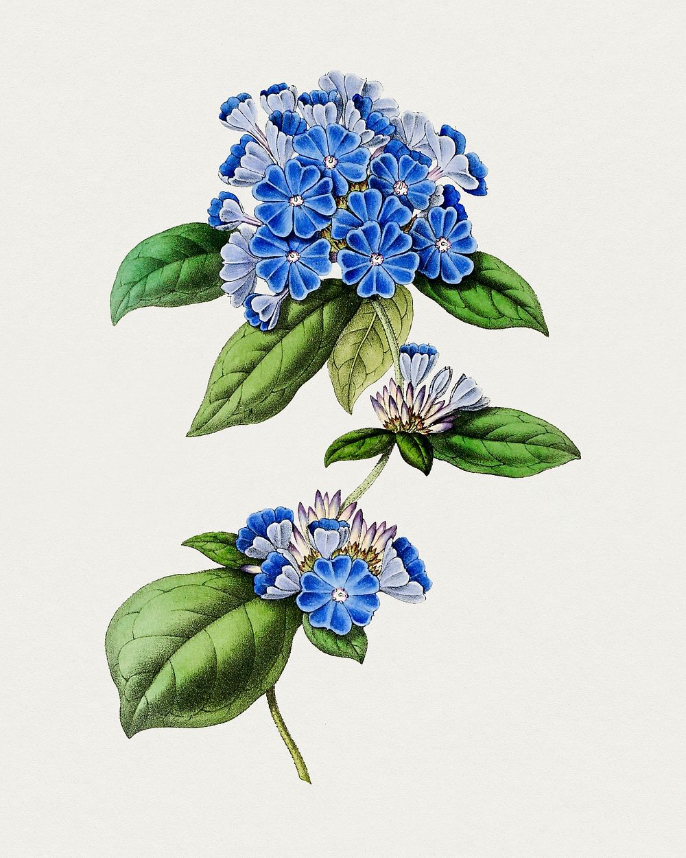 Hand drawn blue leadwort. Original from Biodiversity Heritage Library. Digitally enhanced by rawpixel.