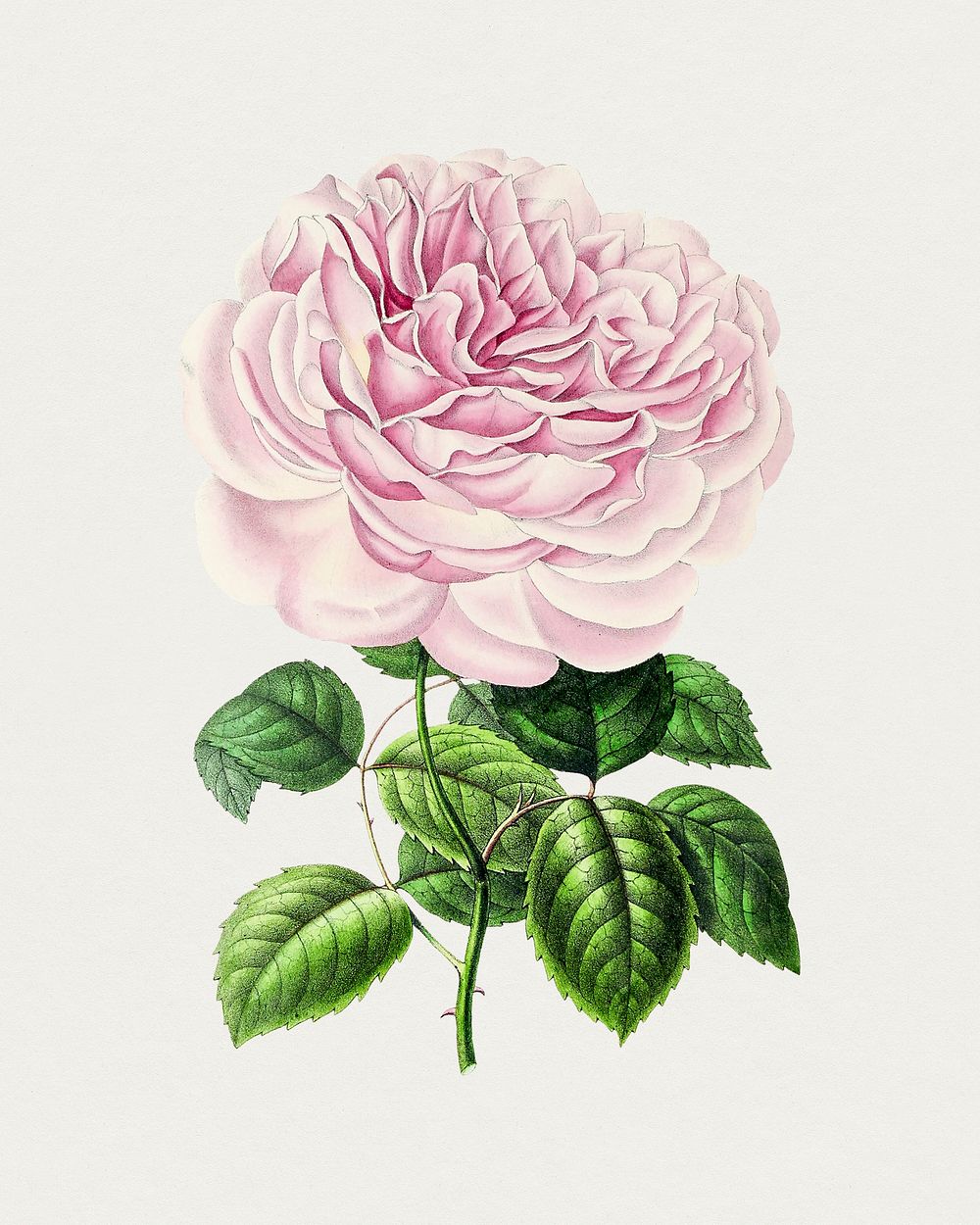 Hand drawn Bengal rose. Original from Biodiversity Heritage Library. Digitally enhanced by rawpixel.