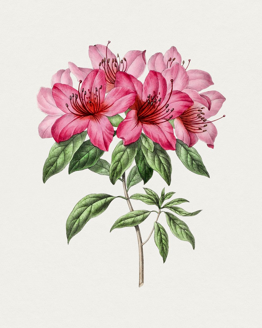 Hand drawn pink azalea flower. Original from Biodiversity Heritage Library. Digitally enhanced by rawpixel.