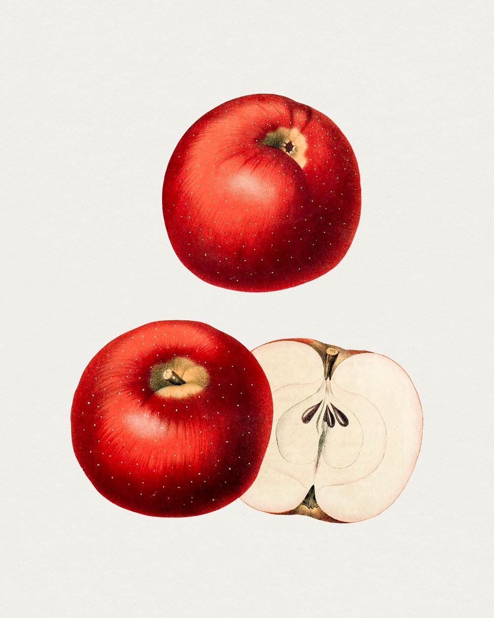 Vintage red apples. Original from Biodiversity Heritage Library. Digitally enhanced by rawpixel.