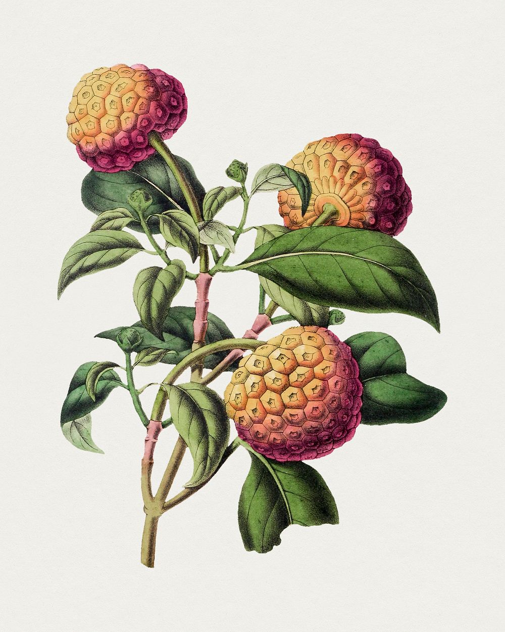 Vintage cornus capitata fruit. Original from Biodiversity Heritage Library. Digitally enhanced by rawpixel.