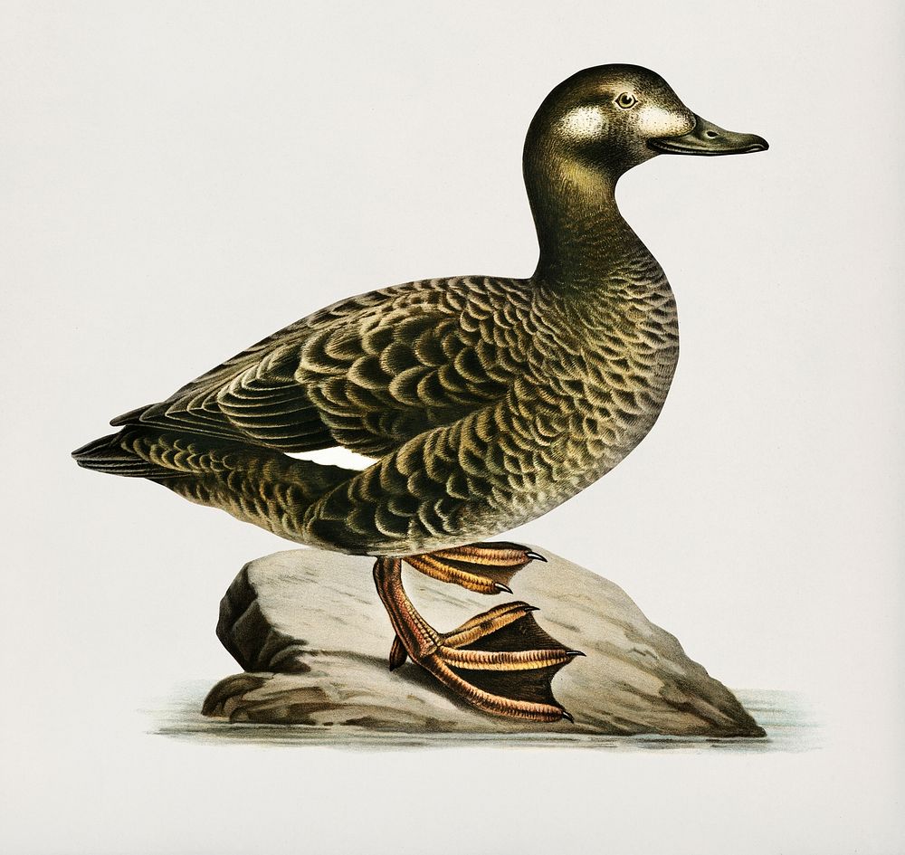 Velvet Scoter female (Oidemia fusca) illustrated by the von Wright brothers. Digitally enhanced from our own 1929 folio…