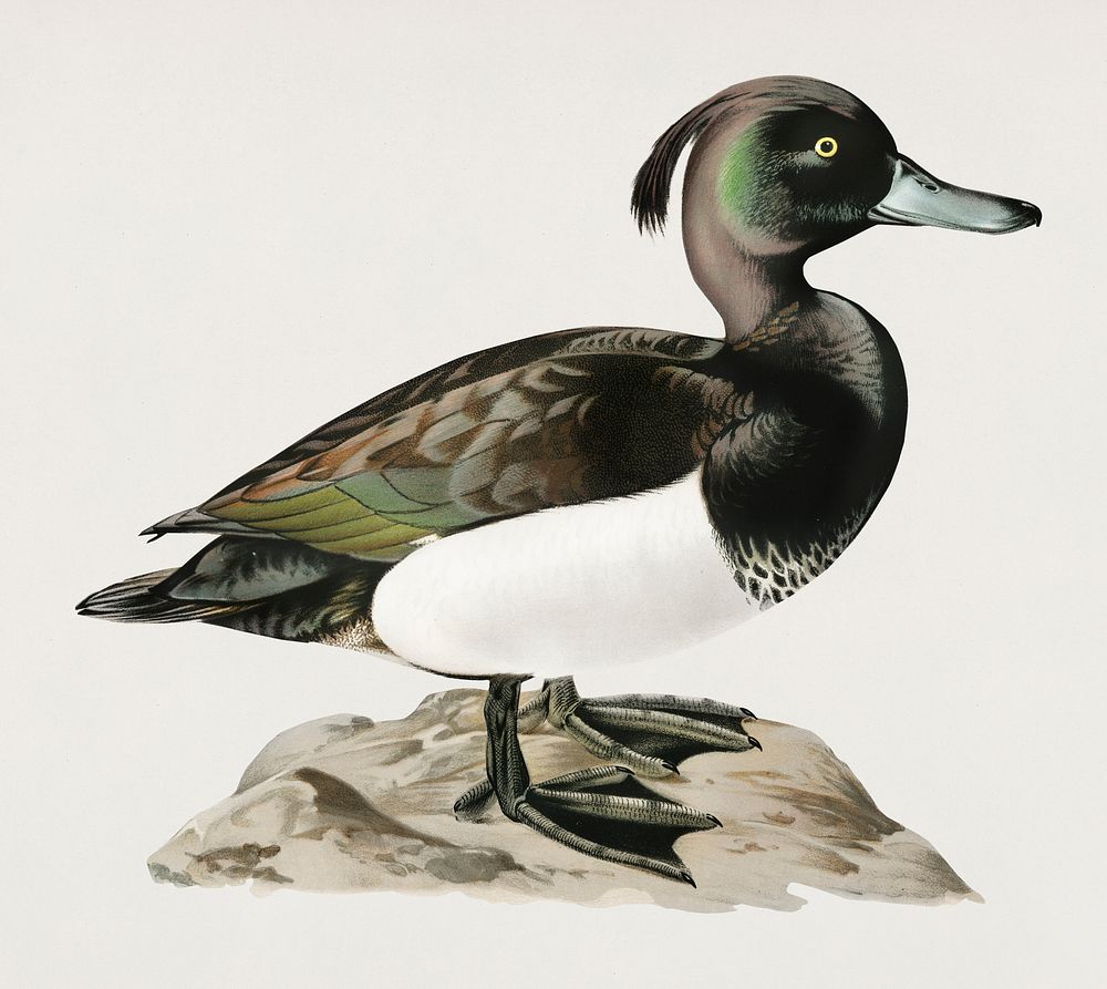 Ferruginous duck male (Nyroca fuligule) illustrated by the von Wright brothers. Digitally enhanced from our own 1929 folio…