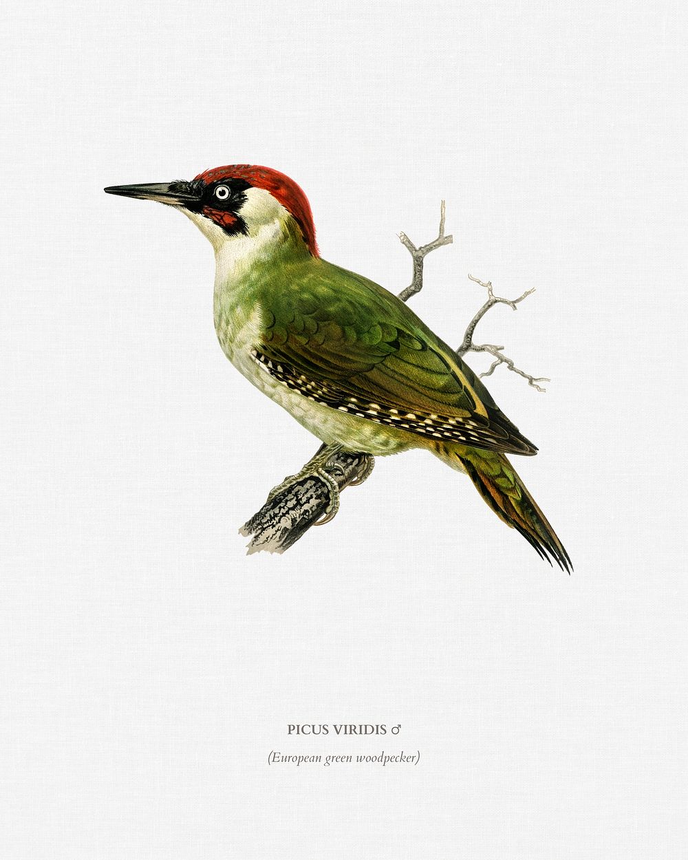 Picus viridis ♂ illustrated by the von Wright brothers. Digitally enhanced from our own 1929 folio version of Svenska…