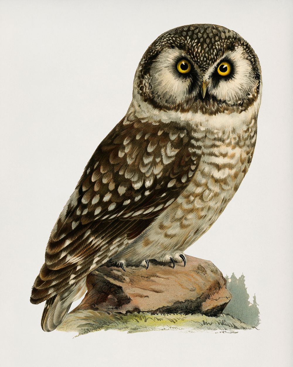 Boreal Owl, Tengmalm's Owl (Aegolius funereus) illustrated by the von Wright brothers. Digitally enhanced from our own 1929…