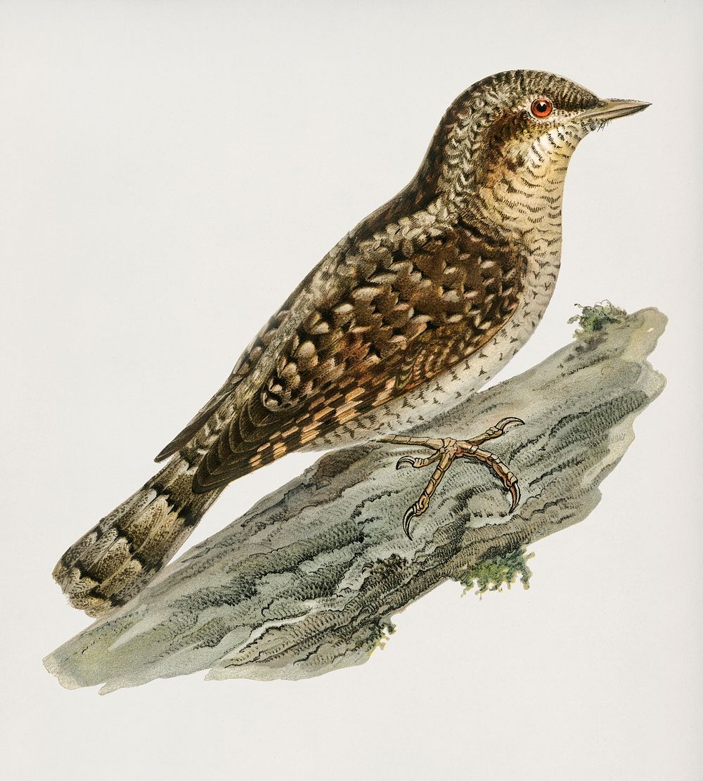 Eurasian wryneck (Jynx torquilla) illustrated by the von Wright brothers. Digitally enhanced from our own 1929 folio version…