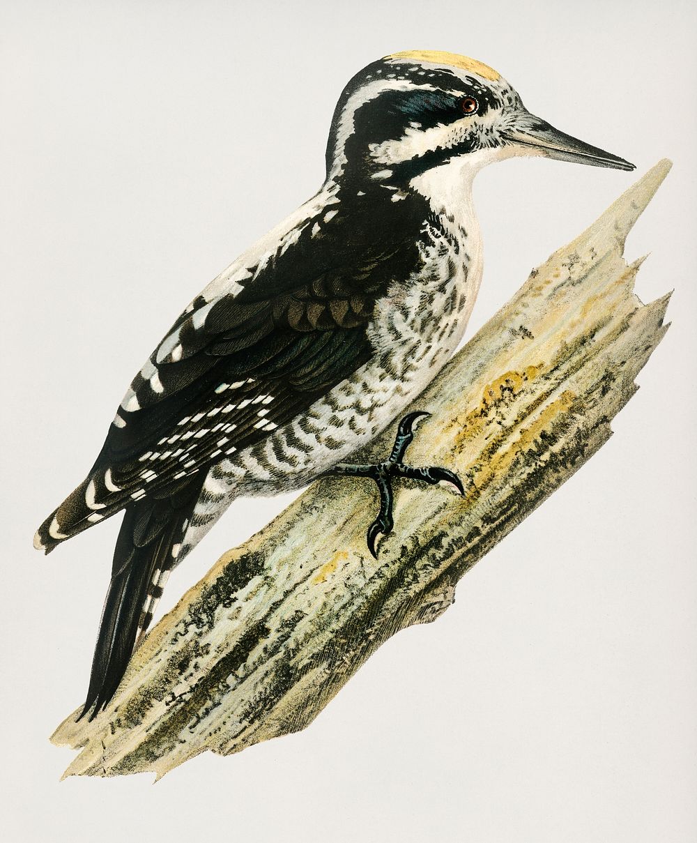 Three-toed woodpecker (Picoides Tridactylu) illustrated by the von Wright brothers. Digitally enhanced from our own 1929…