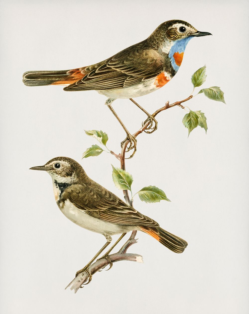 Bluethroat ♀ ♂ (Cyanecula svecica) illustrated by the von Wright brothers. Digitally enhanced from our own 1929 folio…