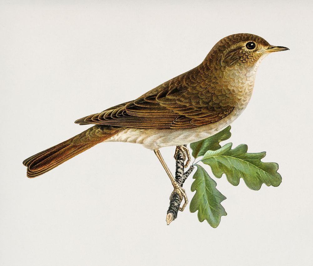 Thrush Nightingale (Luscinia luscinia) illustrated by the von Wright brothers. Digitally enhanced from our own 1929 folio…