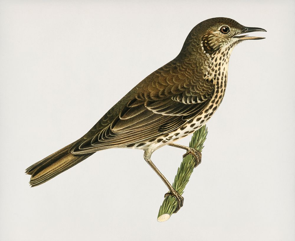 Redwing-Song thrush (Turdus usicus) illustrated by the von Wright brothers. Digitally enhanced from our own 1929 folio…