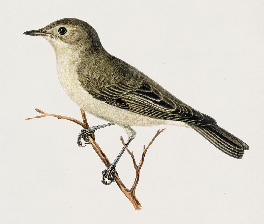 Tree warbler (Hypolais hipolais) illustrated by the von Wright brothers. Digitally enhanced from our own 1929 folio version…