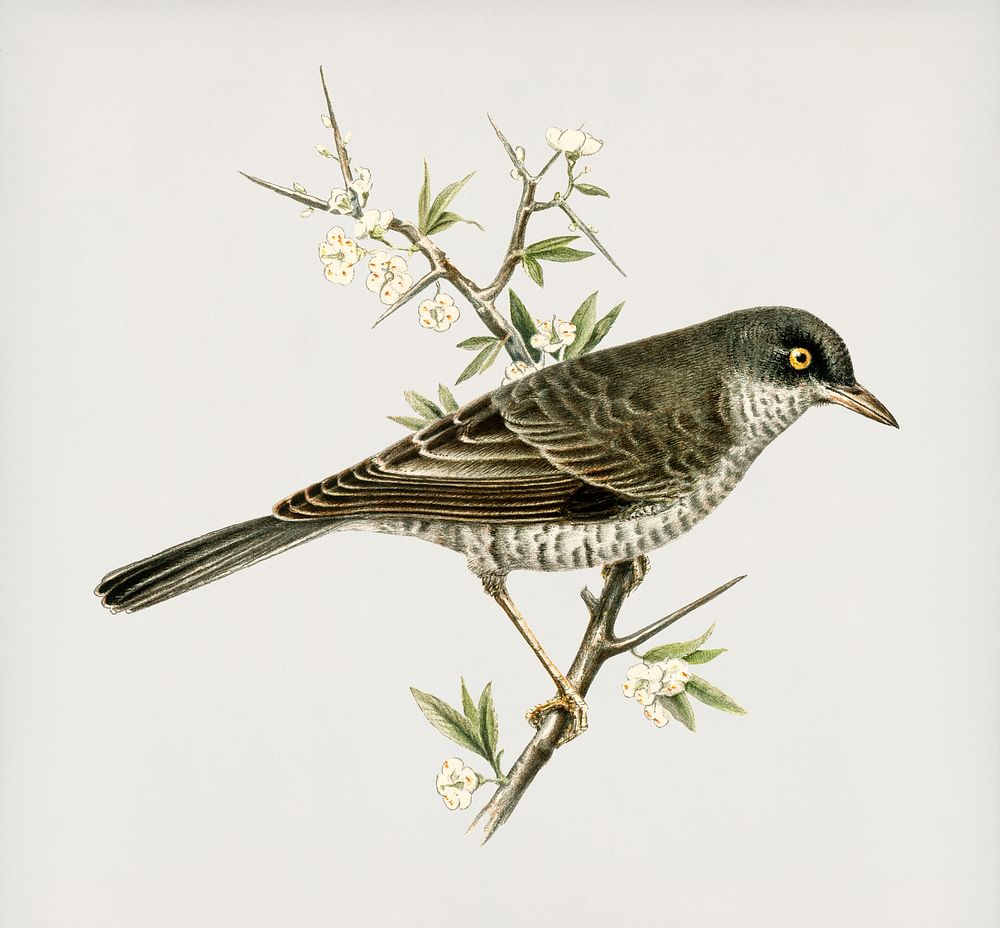 Barred warbler ♂ (Sylvia nisoria) illustrated by the von Wright brothers. Digitally enhanced from our own 1929 folio version…