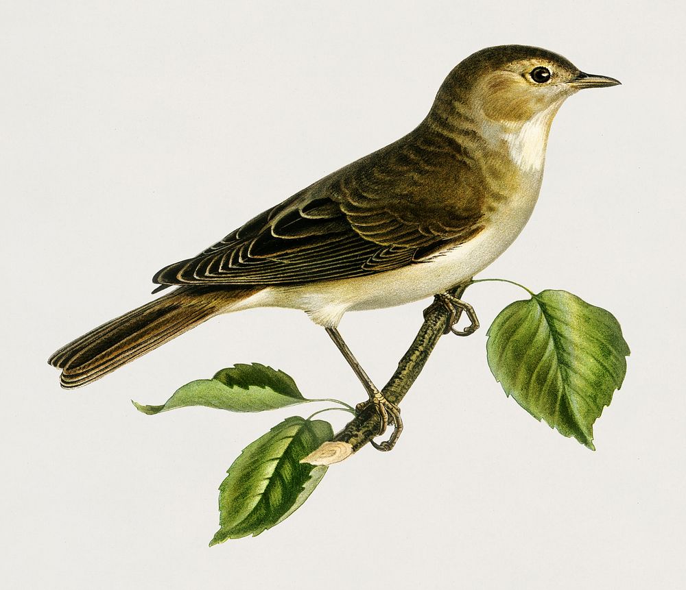 Garden warbler (Sylvia borin) illustrated by the von Wright brothers. Digitally enhanced from our own 1929 folio version of…