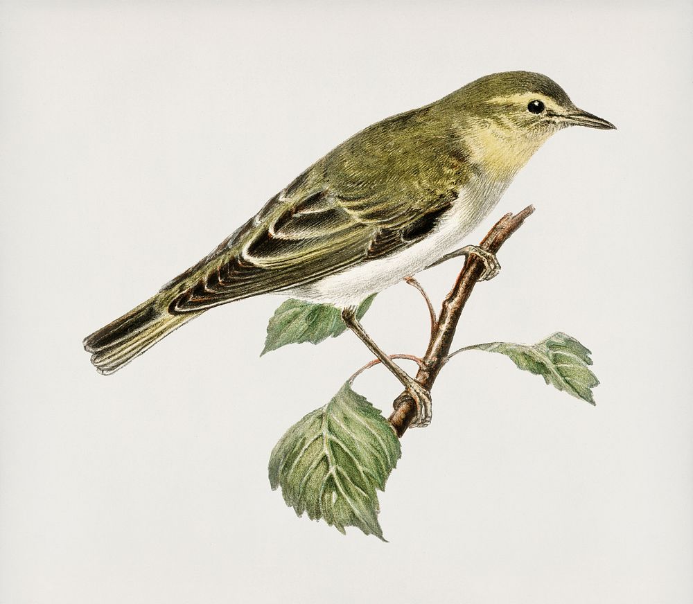 Wood Warbler (Phylloscopus sibilatrix) illustrated by the von Wright brothers. Digitally enhanced from our own 1929 folio…
