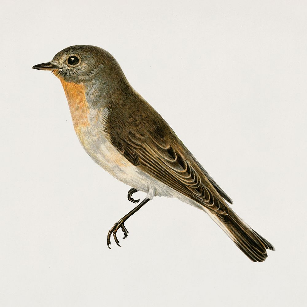 Red-breasted flycatcher bird psd hand drawn
