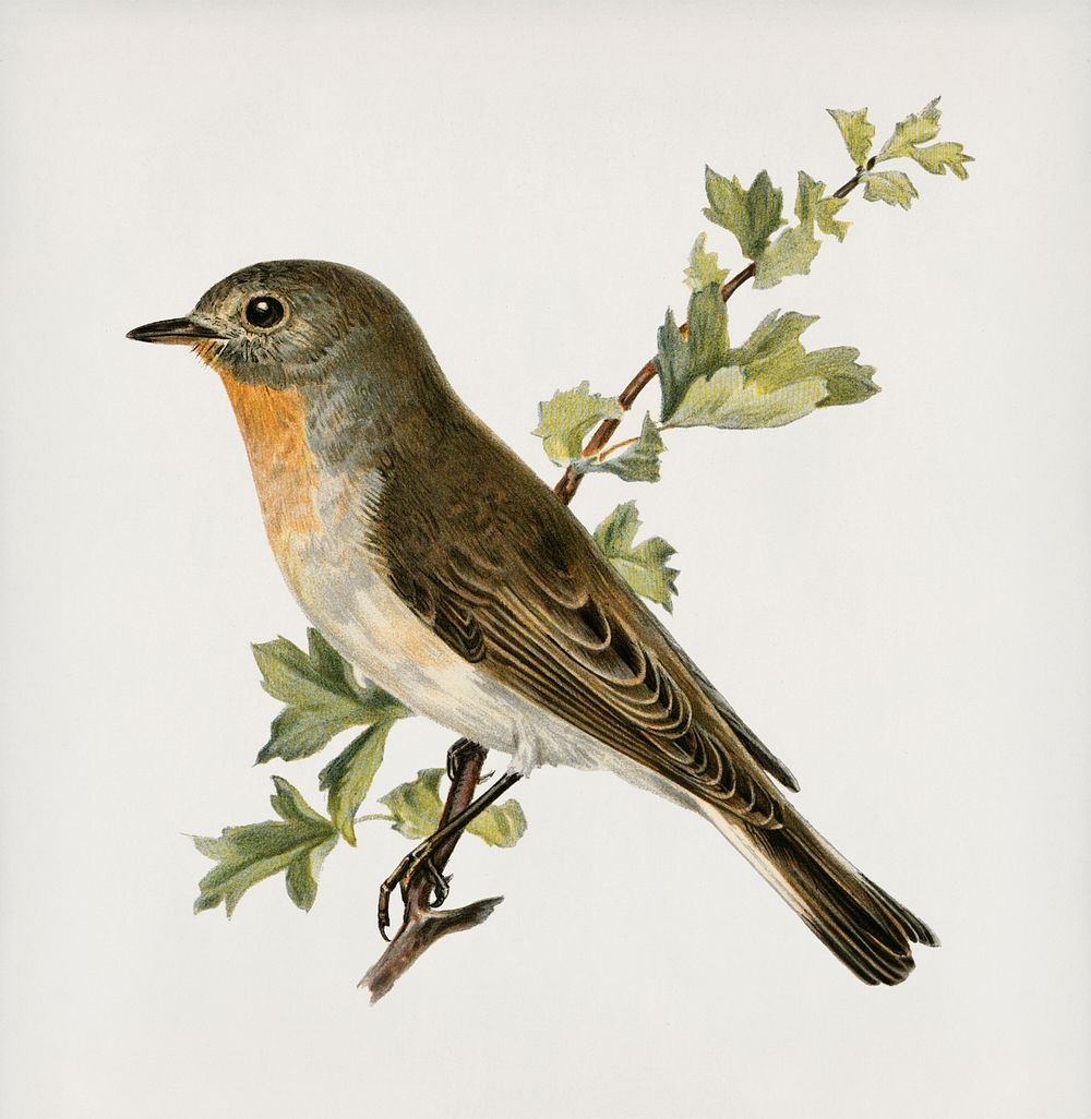 Red-breasted flycatcher ♂ (Ficedula parva) illustrated by the von Wright brothers. Digitally enhanced from our own 1929…