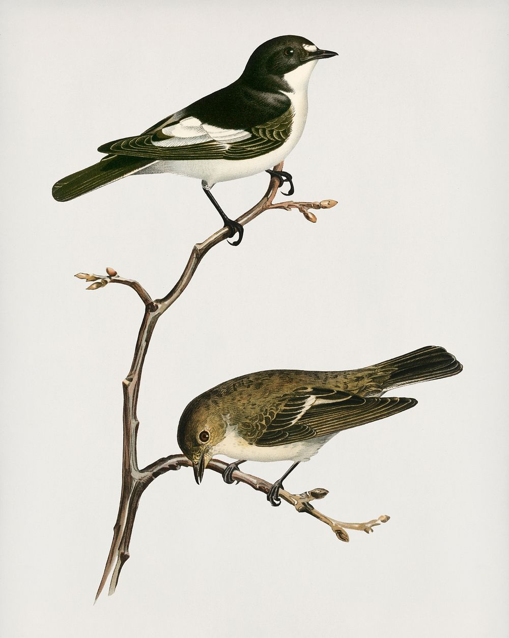Pied Flycatcher (Muscicapa atricapilla) illustrated by the von Wright brothers. Digitally enhanced from our own 1929 folio…
