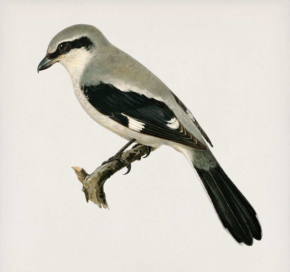 Great Grey Shrike (Lanius excubitor) illustrated by the von Wright brothers. Digitally enhanced from our own 1929 folio…