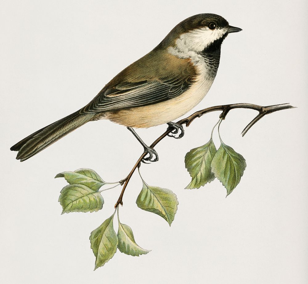 Lappmes (Parus cinctus) illustrated by the von Wright brothers. Digitally enhanced from our own 1929 folio version of…