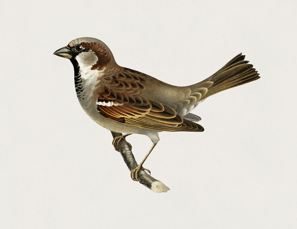 House Sparrow male (Passer domesticus) illustrated by the von Wright brothers. Digitally enhanced from our own 1929 folio…
