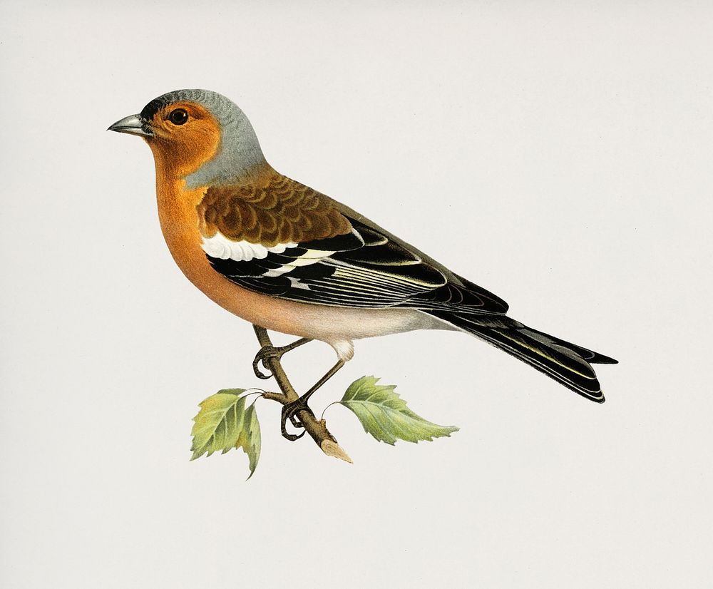 Chaffinch male (Fringilla coelebs) illustrated by the von Wright brothers. Digitally enhanced from our own 1929 folio…